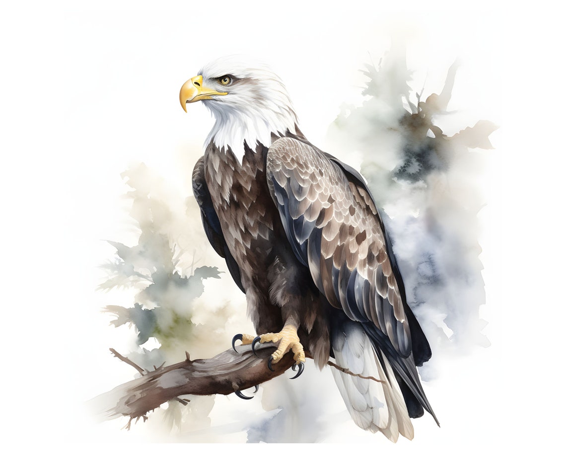 Bald Eagle Clipart 12 High Quality Jpgs Instant Download - Etsy