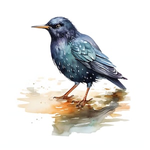 European Starling clipart - 12 High Quality JPGs - instant Download - Card Making, invitations, journals, Scrapbooking, Junk journals
