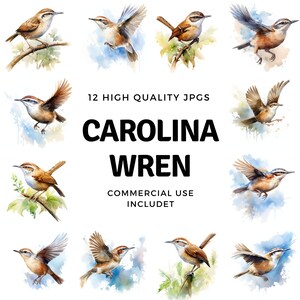 Carolina Wren clipart - 12 High Quality JPGs - instant Download - Card Making, invitations, journals, Scrapbooking, Junk journals