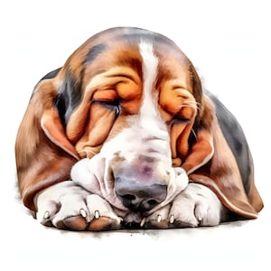 Basset Hound clipart - 12 High Quality JPGs - instant Download - Card Making, invitations, journals, Scrapbooking, Junk journals