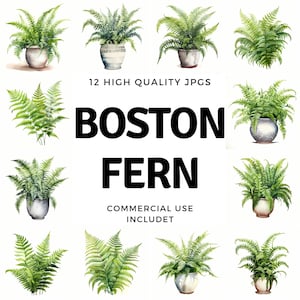 Boston Fern clipart - 12 High Quality JPGs - instant Download - Card Making, invitations, journals, Scrapbooking, Junk journals
