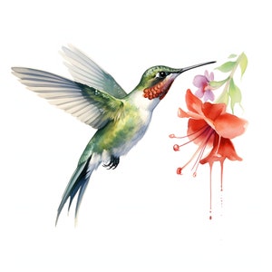 Clipart Colibri à gorge rubis - 12 JPG de haute qualité - Téléchargement instantané - Fabrication de cartes, invitations, journaux, Scrapbooking, Junk journal