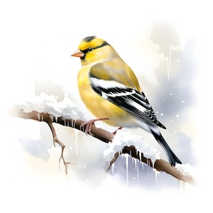 Clipart Snowy American Goldfinch - 12 JPG de haute qualité - Téléchargement instantané - Fabrication de cartes, invitations, journaux, Scrapbooking, Junk journaux