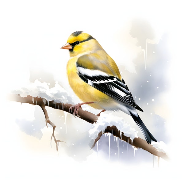 Snowy American Goldfinch clipart - 12 High Quality JPGs - instant Download - Card Making, invitations, journals, Scrapbooking, Junk journals