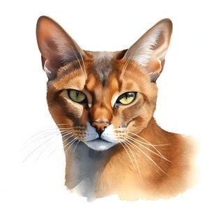 Abyssinian cat clipart - 12 High Quality JPGs - instant Download - Card Making, invitations, journals, Scrapbooking, Junk journals