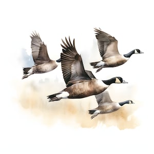 canada goose clipart - 12 JPG de haute qualité - téléchargement instantané - fabrication de cartes, invitations, revues, Scrapbooking, revues indésirables