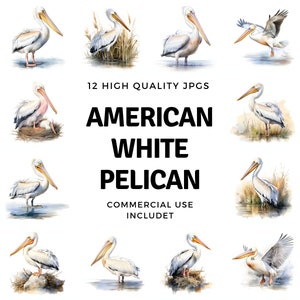 American White Pelican clipart - 12 JPG de haute qualité - Téléchargement instantané - Fabrication de cartes, invitations, journaux, Scrapbooking, Junk journaux