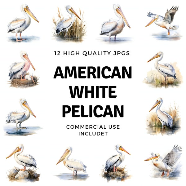 American White Pelican clipart - 12 High Quality JPGs - instant Download - Card Making, invitations, journals, Scrapbooking, Junk journals