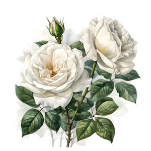 Kleurrijke rozen clipart - 12 JPG's van hoge kwaliteit - direct downloaden - Card Making, uitnodigingen, tijdschriften, Scrapbooking, Junk journals