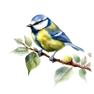 Mésange bleue clipart - 12 JPG de haute qualité - téléchargement instantané - fabrication de cartes, invitations, journaux, Scrapbooking, journaux indésirables