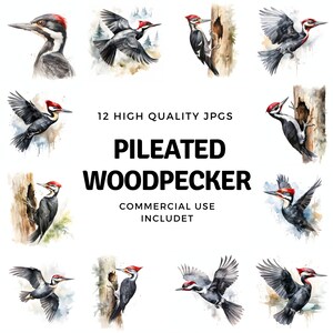 Pileated Woodpecker clipart - 12 hoge kwaliteit JPG's - instant Download - Card Making, uitnodigingen, tijdschriften, Scrapbooking, Junk journals