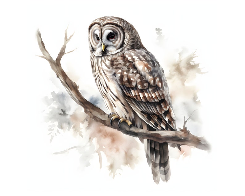 Washed Owl Barred Owl Clipart - 12 High Quality Jpgs - Instant Download - Card ...
