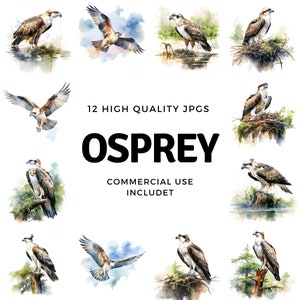 Osprey clipart - 12 High Quality JPGs - instant Download - Card Making, invitations, journals, Scrapbooking, Junk journals