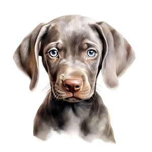 Weimaraner clipart - 12 JPG de alta calidad - descarga instantánea - Fabricación de tarjetas, invitaciones, revistas, Scrapbooking, revistas basura