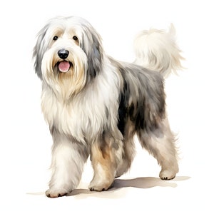 Old English Sheepdog clipart - 12 hoge kwaliteit JPG's - instant Download - Card Making, uitnodigingen, tijdschriften, Scrapbooking, Junk journals