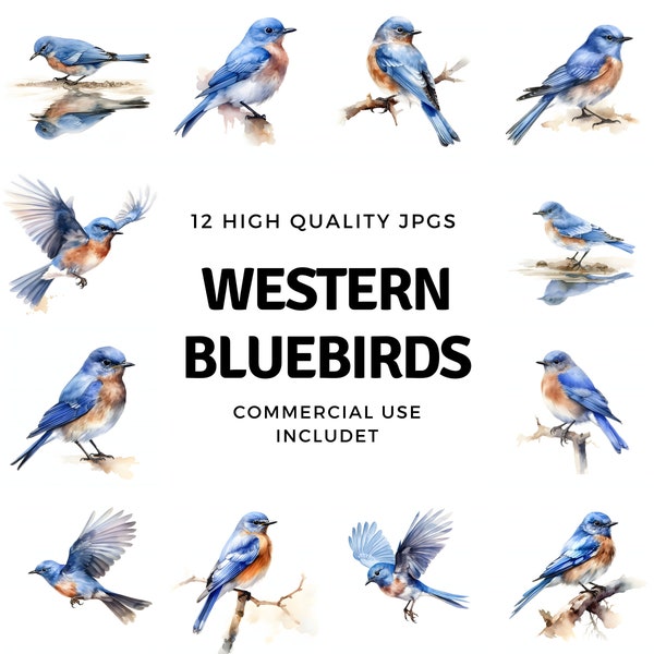 Western Bluebird clipart - 12 High Quality JPGs - instant Download - Card Making, invitations, journals, Scrapbooking, Junk journals