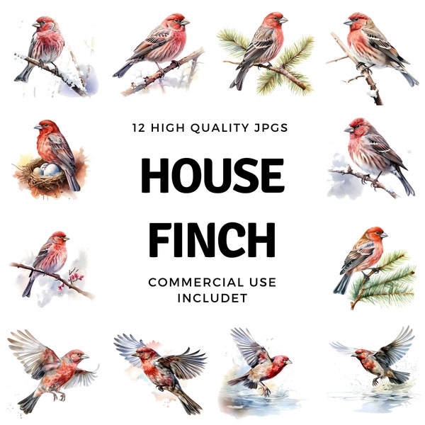 House Finch Clipart: Watercolor Illustrations of House Finch, In-Flight Poses, and Resting Moments,  for Cards, Posters, Digital Art