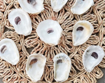 Oyster Shells Medium 2&quot;- 3&quot; | Bulk| Crafts |Ornaments| Bridesmaid| Beach Craft| Trinket Dish| Mod Podge| Decoupage