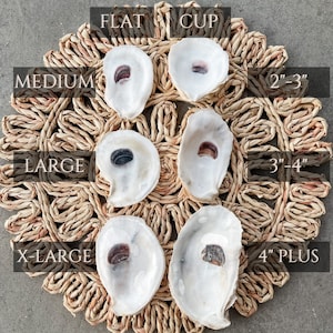 Oyster Shells Large 34 Bulk Crafts Ornaments Bridesmaid Beach Craft Trinket Dish Mod Podge Decoupage image 10