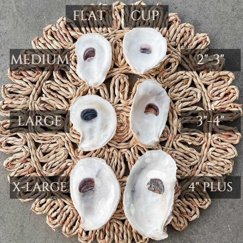 Oyster Shells Large 34 Bulk Crafts Ornaments Bridesmaid Beach Craft Trinket Dish Mod Podge Decoupage image 10