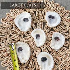 Oyster Shells Large 34 Bulk Crafts Ornaments Bridesmaid Beach Craft Trinket Dish Mod Podge Decoupage image 8