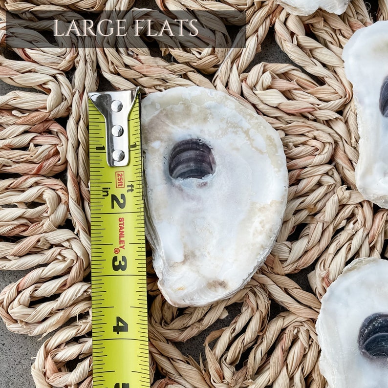 Oyster Shells Large 34 Bulk Crafts Ornaments Bridesmaid Beach Craft Trinket Dish Mod Podge Decoupage image 7