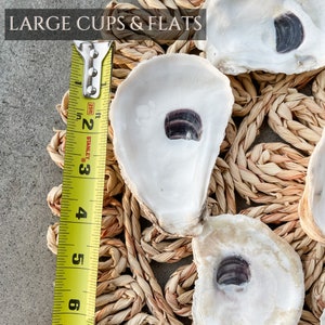 Oyster Shells Large 34 Bulk Crafts Ornaments Bridesmaid Beach Craft Trinket Dish Mod Podge Decoupage image 5