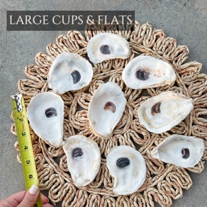 Oyster Shells Large 34 Bulk Crafts Ornaments Bridesmaid Beach Craft Trinket Dish Mod Podge Decoupage image 3