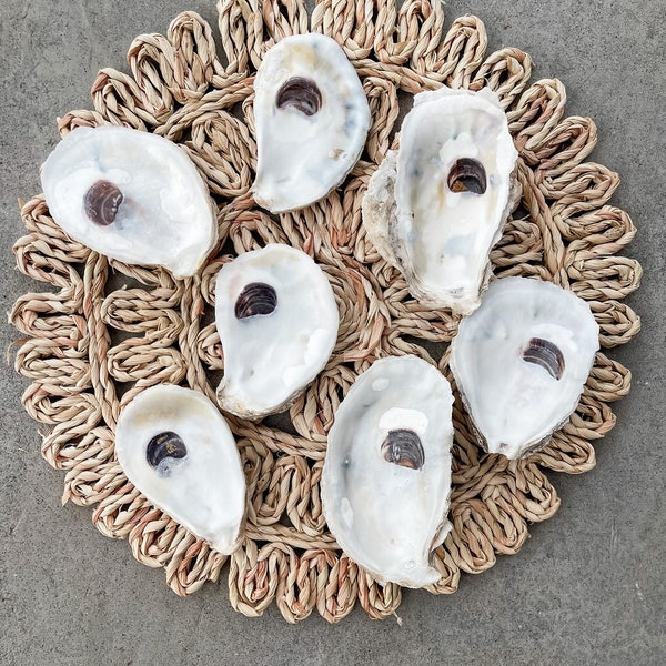 Oyster Shells X-Large 4"- PLUS| Crafts| Ornaments| Bridesmaid| Beach Craft| Trinket Dish| Mod Podge| Decoupage