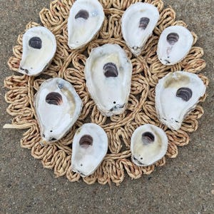 Oyster Shells DRILLED |Bulk| | Crafts| Ornaments| Bridesmaid| Beach Craft| Trinket Dish| Mod Podge| Decoupage | Wedding | Favor | Place Card