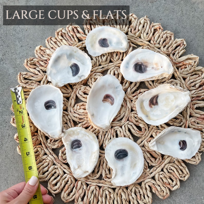 Oyster Shells Large 34 Bulk Crafts Ornaments Bridesmaid Beach Craft Trinket Dish Mod Podge Decoupage image 6