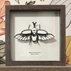May include: A framed black and white paper cut of a Japanese horned beetle, Allomyrina dichotoma, with the name of the beetle written below the image.