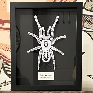 May include: A framed, white paper cutout of a Zebra Tarantula on a black background. The tarantula is centered, with its legs outstretched. The frame is black, and a small label at the bottom reads "Zebra Tarantula Aphonopelma Seemanni."