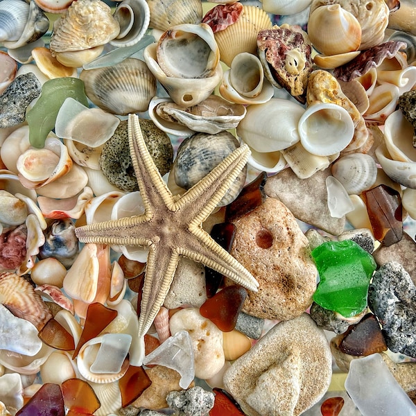 Mystery Ocean Treasure Box- Seashells, Sea Glass, Rocks, Crystals, Confetti Surprise Beach Box South Florida -PLEASE READ Description -