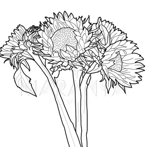 Printable Sunflower Coloring Page