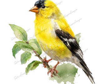 American Goldfinch PNG, goldfinch bird png, bird watcher png, bird lover png, trending pngs, bird lovers png, new png, trendy png