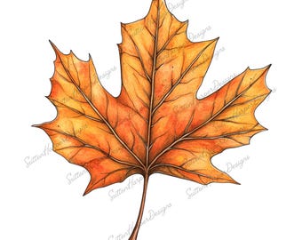 Maple Leaf png, Fall png, fall leaf png, fall foliage png, cute autumn png, cute fall png, maple leaves png, trending fall png, trendy png