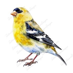 American Goldfinch PNG, American Goldfinch Bird Illustration png, Watercolor Sketch Finch bird illustration png, bird pngs, bird png, finch