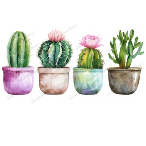 Pode incluir: Quatro plantas de cacto em vasos com vasos de cores diferentes. As plantas de cacto são verdes e têm flores cor-de-rosa. Os vasos são rosa, castanho, azul e cinzento.