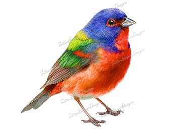 Painted Bunting Songbird png, bird lover png, birds png, bird watcher png, painted bunting png, rare bird png, birders png, trending png