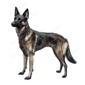 Puede incluir: Una pintura de acuarela de un perro pastor alemán negro y gris de pie sobre un fondo blanco.