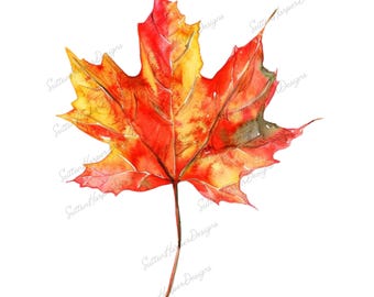 Maple Leaf Illustration png, watercolor maple leaf png design, fall png, fall leaf png, fall leaves png, trending fall png, maple leaves png