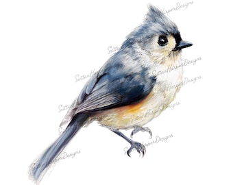 Tufted Titmouse Bird png, bird watcher png, bird lover png, birds pngs, rare birds png
