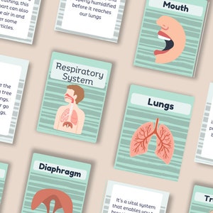 Tarjetas didácticas sobre el sistema respiratorio para estudiantes / Tarjetas de anatomía divertidas y educativas para imprimir / Actividad científica para el aula de niños