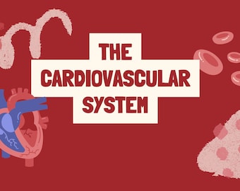 Cardiovascular System