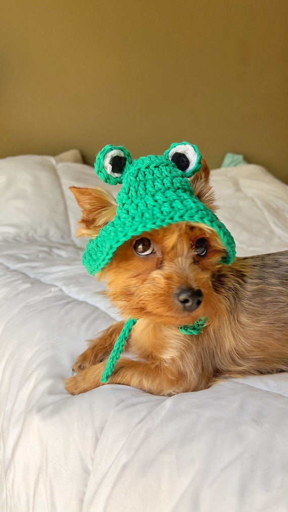 Frog Pet Bucket Hat Green Frog Dog Hat Summer Bucket Hat for Cat Hat Frog Cat Bucket Hat Summer Dog Hat Photo Prop Frog Dog Hat Gift For Etsy