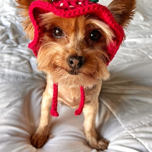 Crochet Strawberry Bucket Pet Hat, Cute Funny Cat Hat, Custom Dog Outfit, Girly Small Dog Costume, Kitten Clothing, Puppy Wear image 4