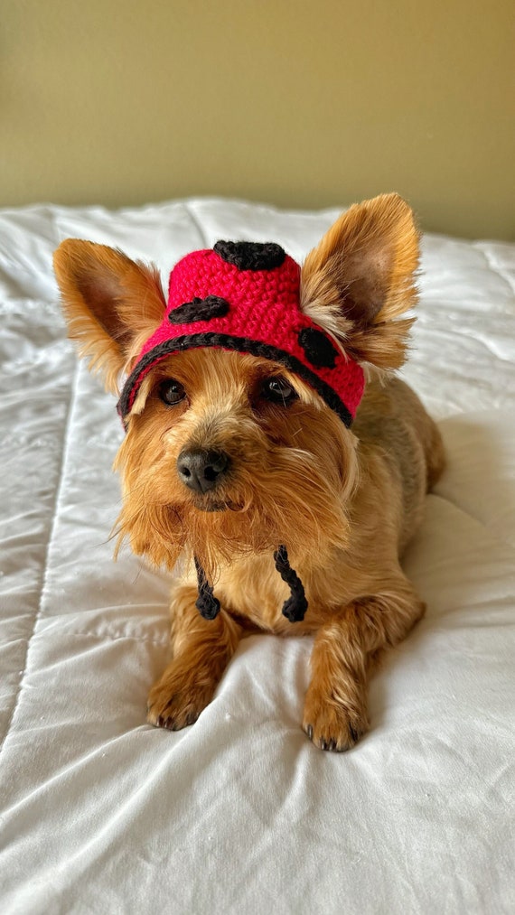 Hand Crochet Ladybug Bucket Pet Hat Red Black Spring Bucket Hat for Dog Cute Cat Clothing Accessories Fun Photo Prop for Pet Pet Gift Etsy