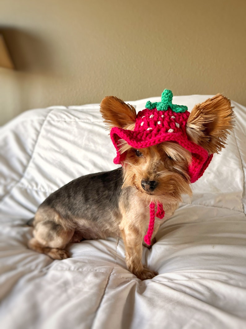 Crochet Strawberry Bucket Pet Hat, Cute Funny Cat Hat, Custom Dog Outfit, Girly Small Dog Costume, Kitten Clothing, Puppy Wear image 1