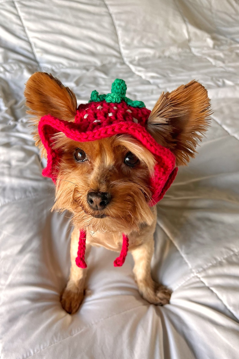 Crochet Strawberry Bucket Pet Hat, Cute Funny Cat Hat, Custom Dog Outfit, Girly Small Dog Costume, Kitten Clothing, Puppy Wear image 2